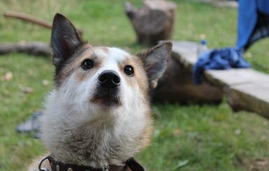 Зоозащитники: В Киеве опять массово травят собак