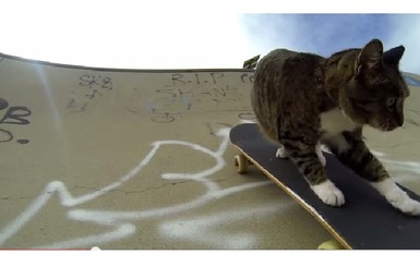 Кот показывает класс на скейтборде