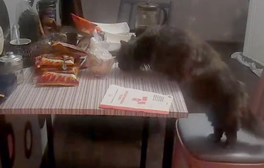 Кот-нахал украл еду со стола на глазах у хозяина   