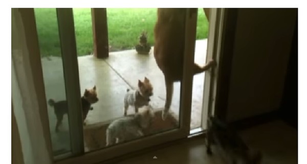 Кот сжалился над щенками и открыл им дверь