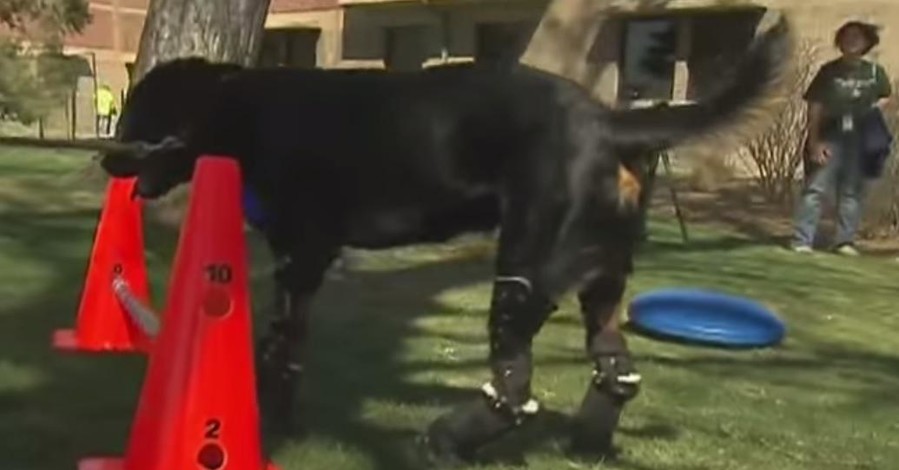 В США впервые собаке сделали протезы всех четырех лап