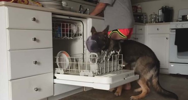 Пользователей интернета покорила овчарка, которая помогает мыть посуду
