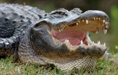 В Австралии на гольфиста во время игры напал крокодил