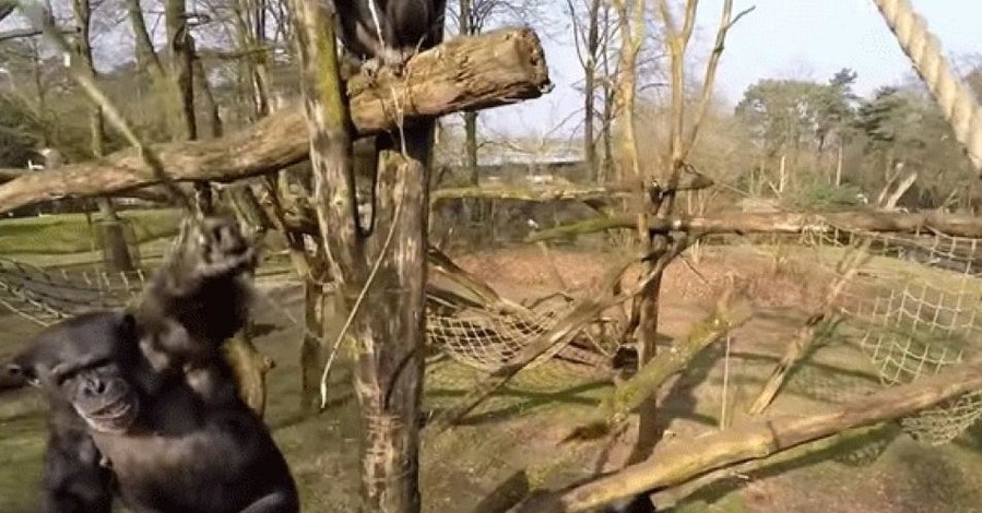 В Нидерландах шимпанзе сбил беспилотник
