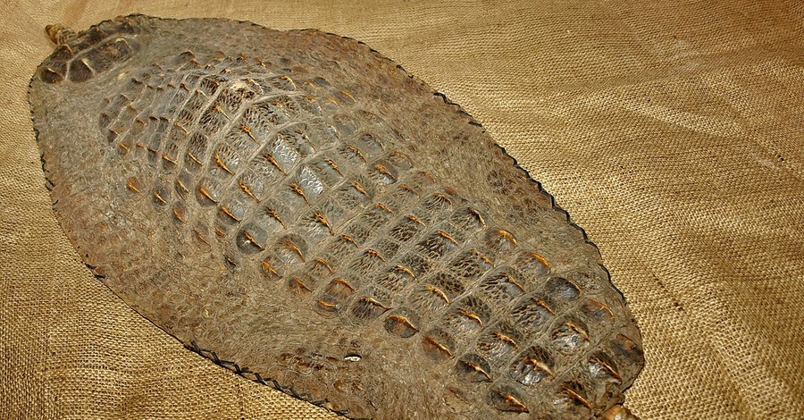 В Днепропетровске покажут 200-летний щит из крокодила