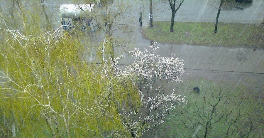 В Киеве цветущие абрикосы засыпает снегом