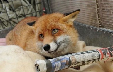В Великобритании дикая лисица одомашнилась и живет с собаками