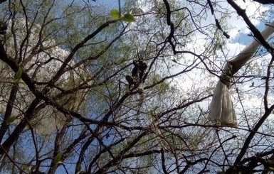 На Днепропетровщине спасатели сняли с дерева парашютиста