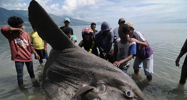 В Индонезии поймали рыбу весом 1,5 тонны