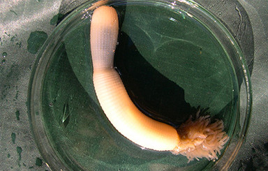 Ученые нашли в море червей-пенисов 