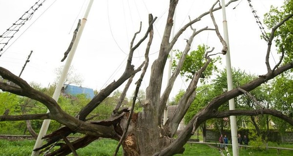 Из-за молнии запорожский 700-летний дуб остался без ветки