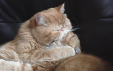 Интернет покорили любвеобильные рыжие коты