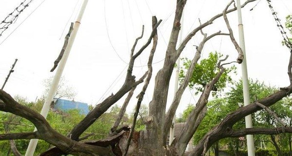 Ученые: удар молнии спас легендарный запорожский дуб