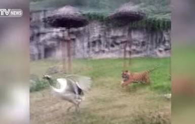 В китайском зоопарке журавль отбился от двух тигров