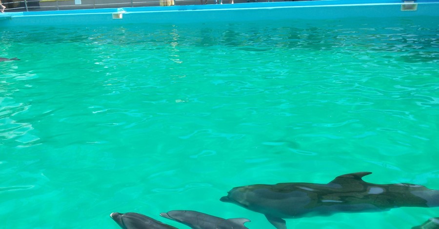 Одесские дельфины-повитухи приняли пополнение