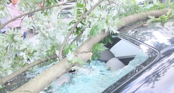 Ураган в Ужгороде валил деревья и обрывал провода