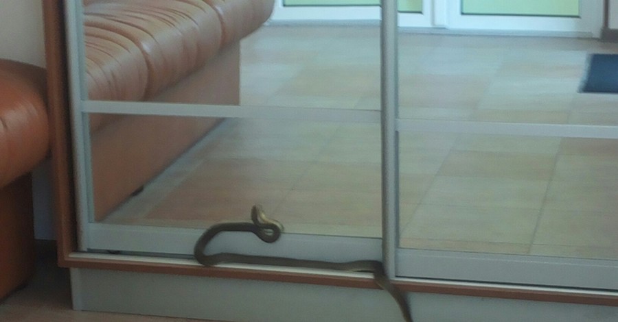 Под Одессой змеи загнали офисную работницу на стол