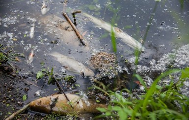 В двух киевских озерах массово сдохла рыба