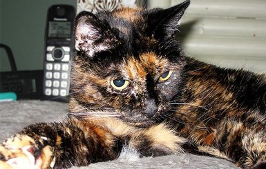 В США скончалась самая старая кошка в мире
