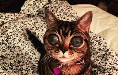 Интернет взорвала кошка-инопланетянка с огромными глазами