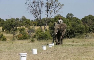 В Танзании вымерла половина слонов