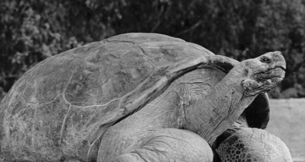 В США усыпили редкую 150-летнюю черепаху