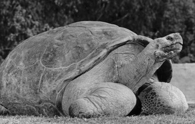 В США усыпили редкую 150-летнюю черепаху
