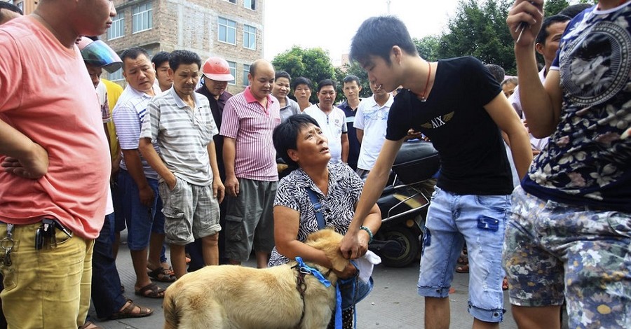 Китайцы устроили протесты против фестиваля любителей мяса собак