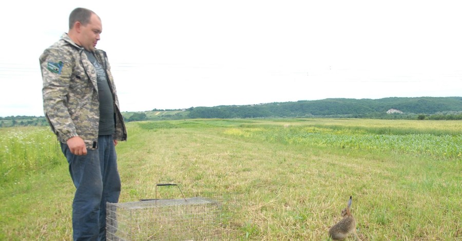 На Ивано-Франковщине от гибели спасли одноухого зайца
