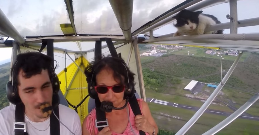 Хитом Сети стало видео кота, который перепугал пилота планера