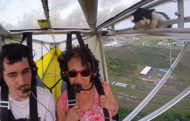 Хитом Сети стало видео кота, который перепугал пилота планера