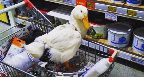 В киевском гипермаркете в тележке ездила утка в памперсе