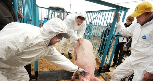 В Черниговский области зафиксировали африканскую чуму свиней
