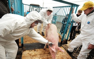 В Черниговский области зафиксировали африканскую чуму свиней