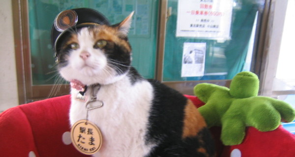 В Японии кошку-начальника вокзала похоронили и возвели в статус божества