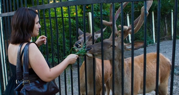 Зоопарк с тысячами питомцев переедет из зоны боев в Мариуполь