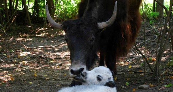 В Ровенском зоопарке родился белоснежный теленок тибетского яка