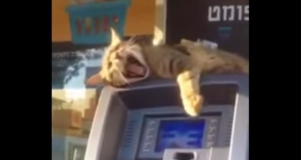 Израильский кот захватил банкомат и помешал снять наличку