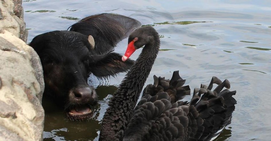 В Харькове черные лебеди плавают с черным буйволом