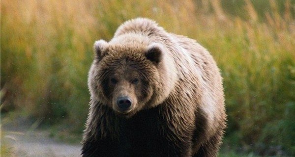 В  Херсоне разыскивают медведя, сбежавшего из зооуголка