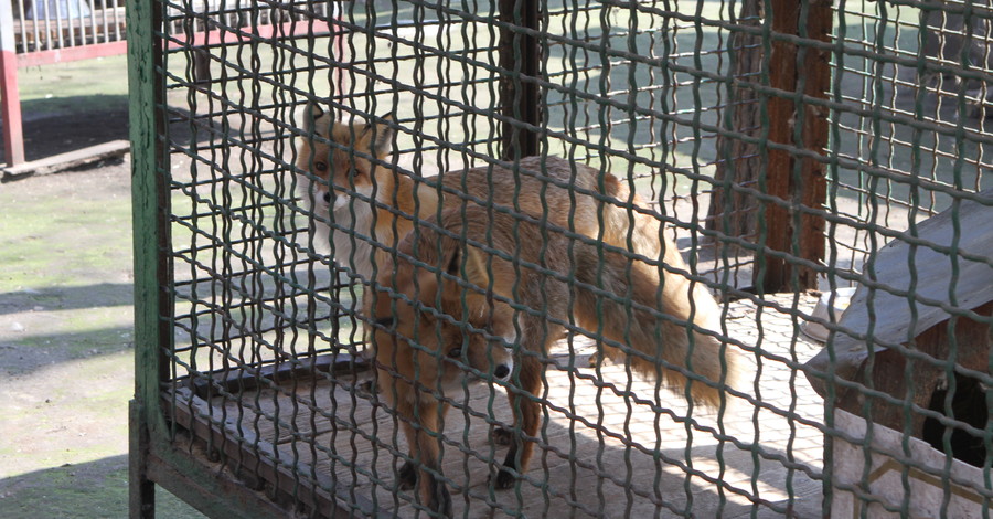 Волонтеры призывают днепропетровцев помочь расширить вольеры для питомцев местного зоопарка