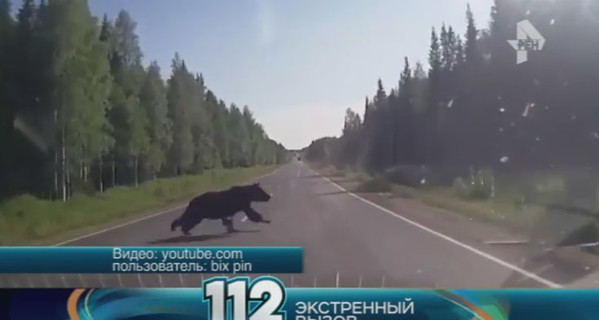 В России серьезное ДТП устроил медведь