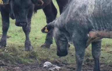 В Британии стадо коров спасло от гибели детеныша тюленя