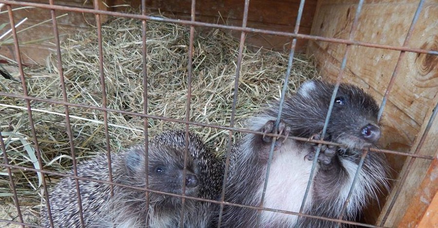 В Луцком зоопарке спасли ежиков-сирот