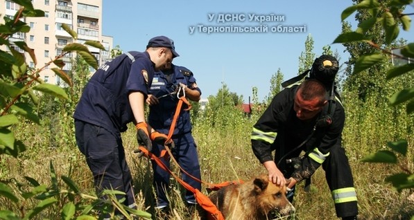 В Тернополе спасатели вытащили из 5-метровой ямы собаку