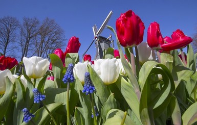 Россия ужесточила правила ввоза цветов из Нидерландов