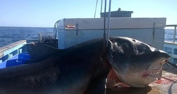 В Австралии поймали гигантскую акулу-людоеда