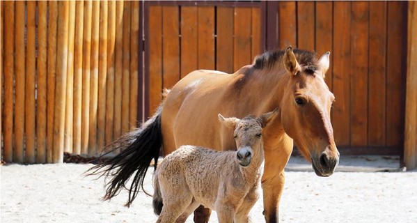 В киевском зоопарке родился конь Пржевальского