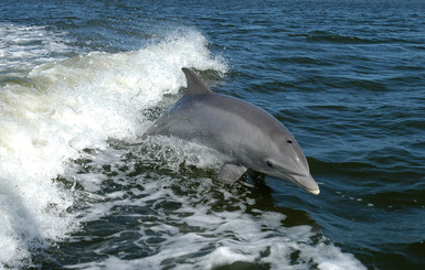 В Польше впервые с 19 века появились дельфины