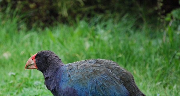 В Новой Зеландии охотники ошиблись и убили несколько редких птиц 